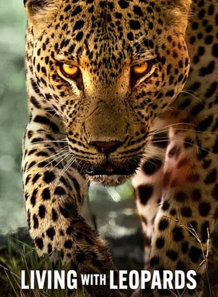 دانلود فیلم Living with Leopards زیبای زندگی با پلنگ ها