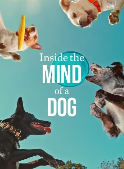 دانلود فیلم Inside the Mind of a Dog درون ذهن یک سگ